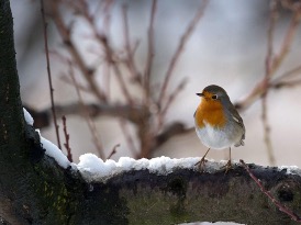 Robin on Tree in Winter