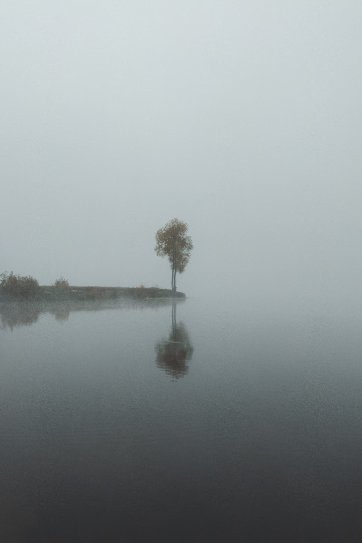  lone tree in a mystical fog.