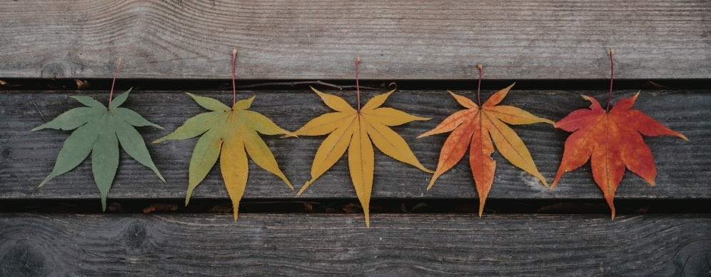 Fall Leaves lined up on a wood board