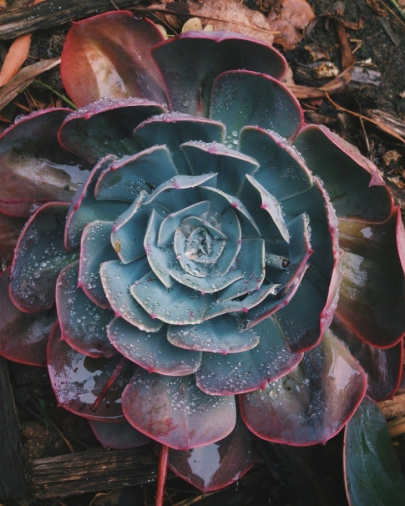 Close up of a large succulent.