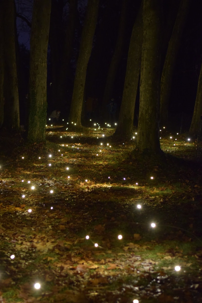 Fairy Lights in the Woods