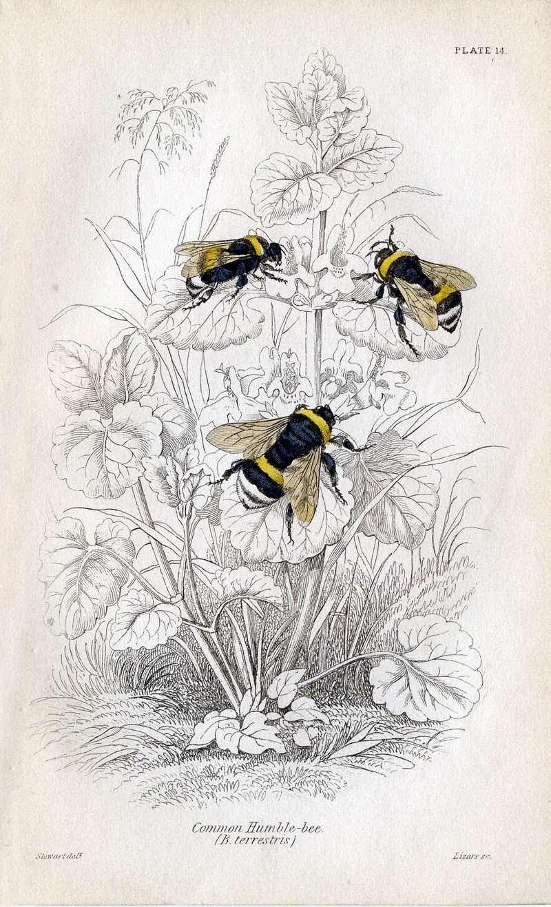 Antique book plate with bees in color and plants in black and white