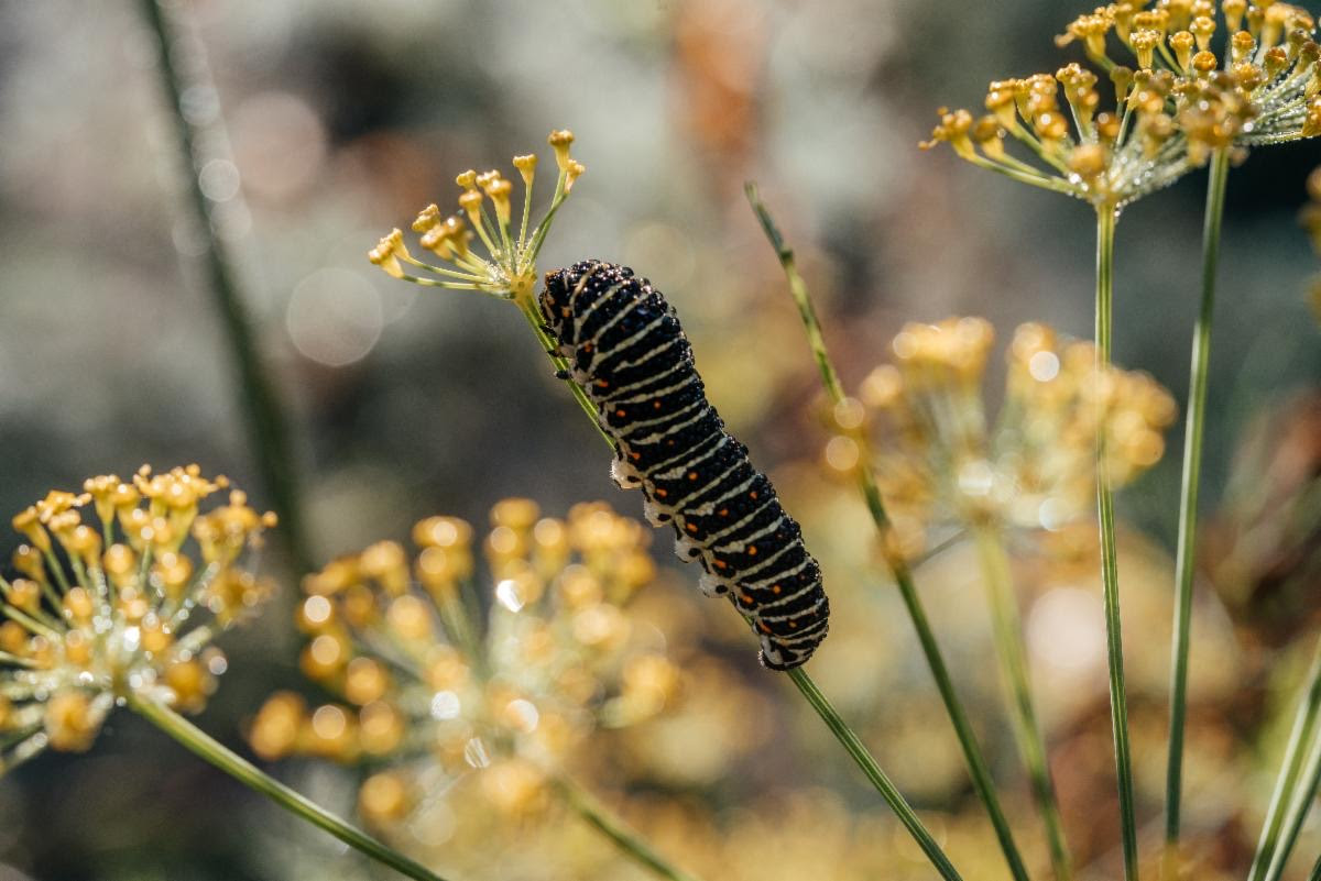 Caterpillar of popilio butterfly on plant stem, 