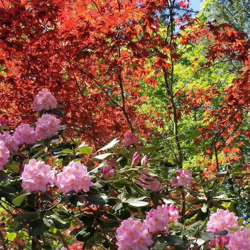 Fall trees in a garden with pink flowers