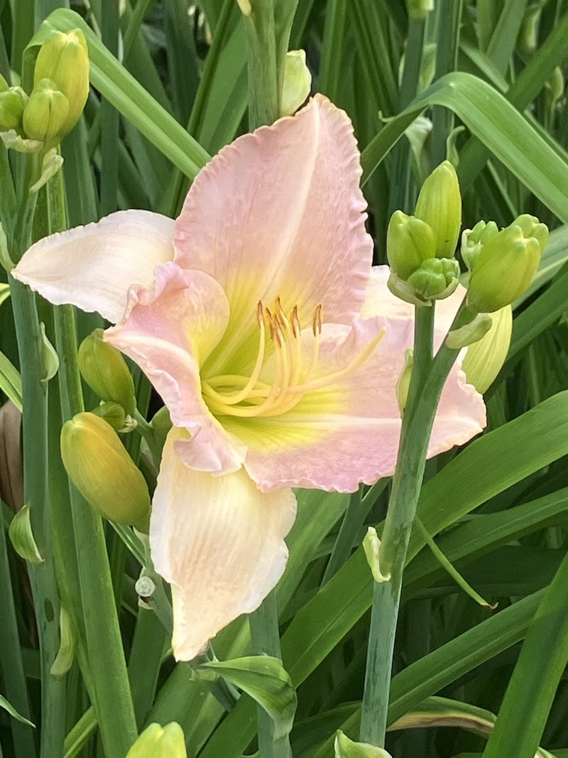 Lily blooming in the grass