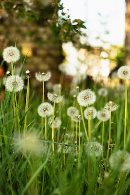 dandelions in the long grass