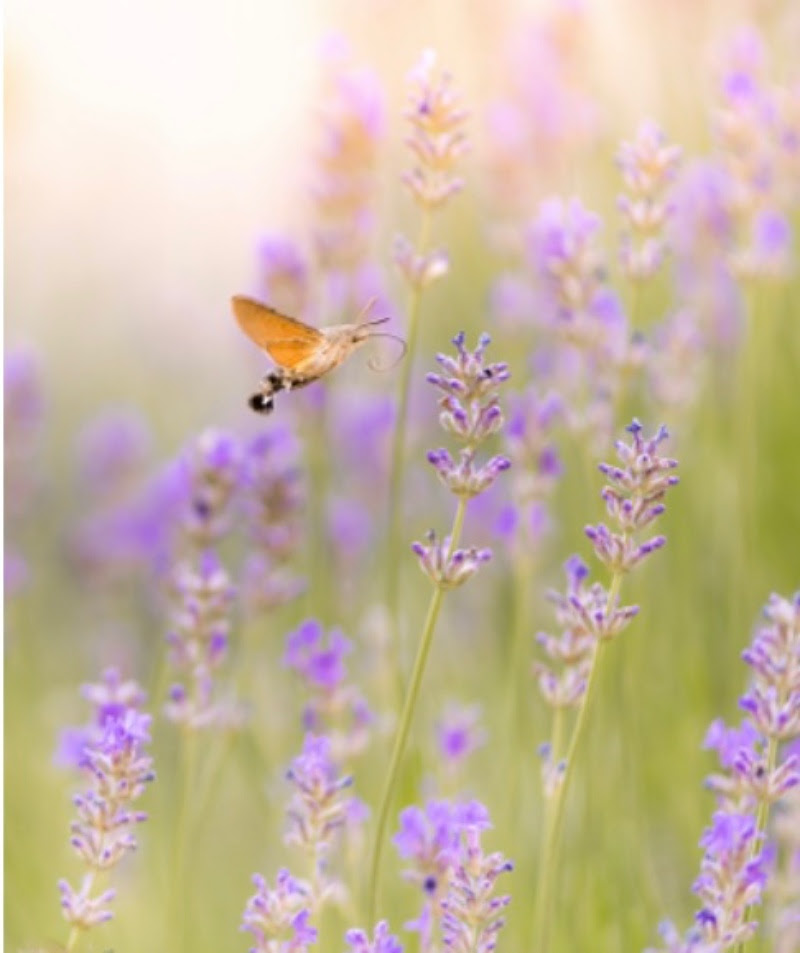 Brown Moth flying toward a purple flower in a field