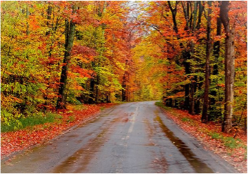 a road going through bright falls leaves on trees