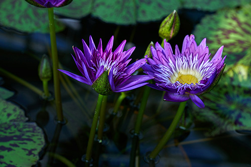 Two purple lotus flowers floating on top of lily pads