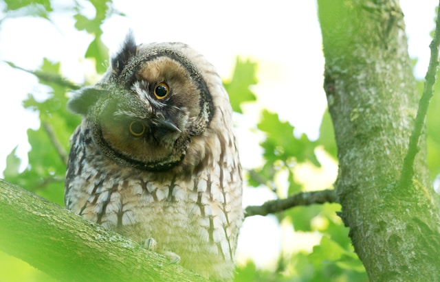 Owl with head tilted in a tree<br />