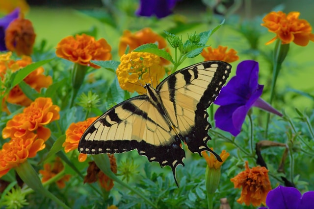 butterfly resting on a yellow marigold