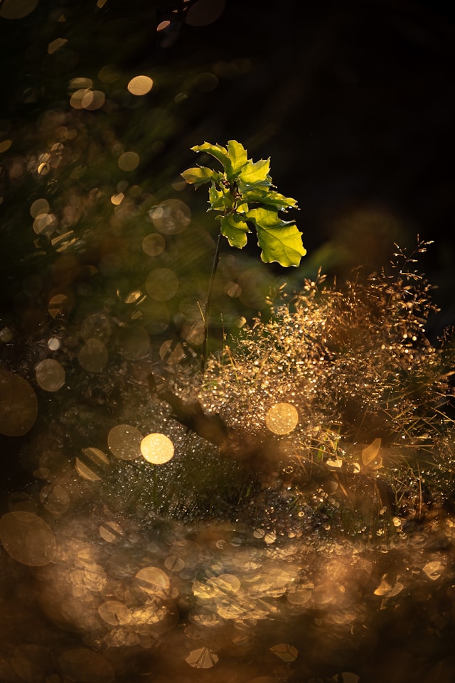 Oak sprout sprouting with a warm light reflecting 