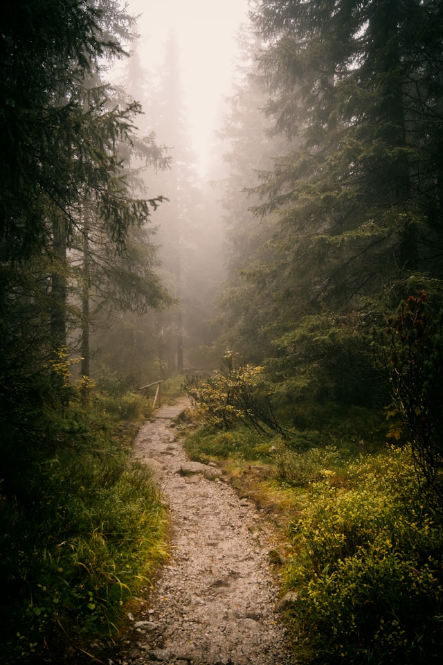 A path in the woods on a foggy day