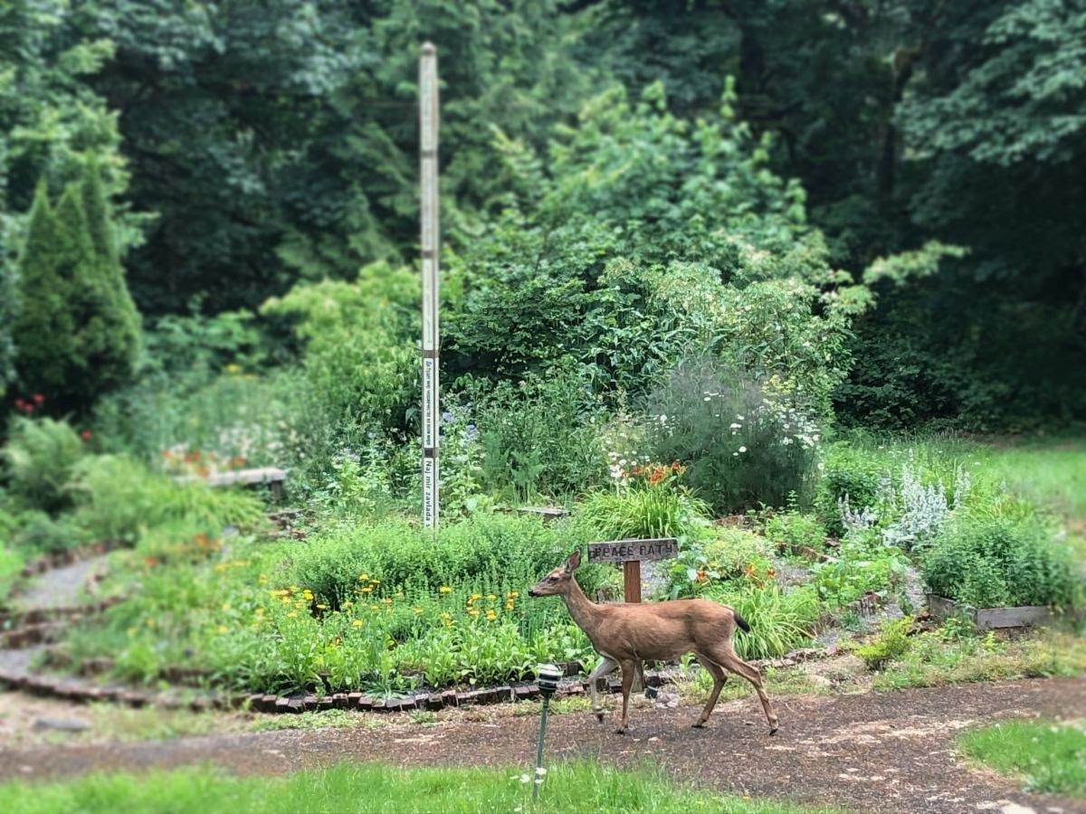 deer walking down a path eating from a bush