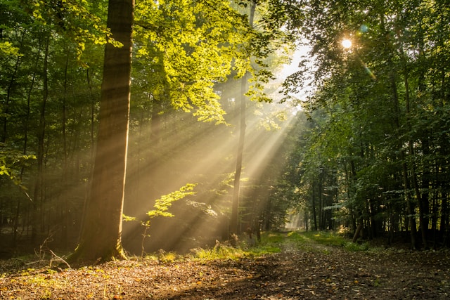 sunlight filtering through the trees in a forest near a walking path