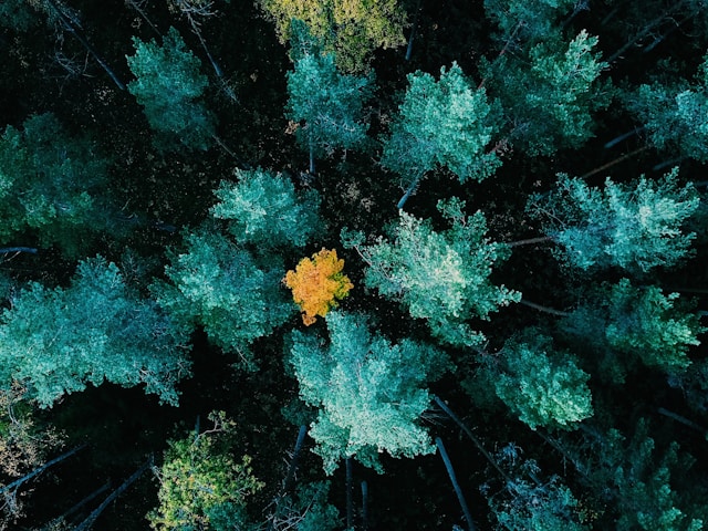 View of the Trees in a forest from overhead with the leaves changing to fall colors