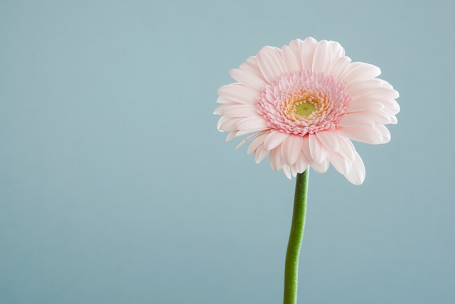 Pink Gerbera up close