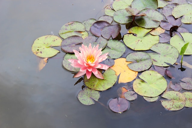 Water Lily on lilypads floating on the water