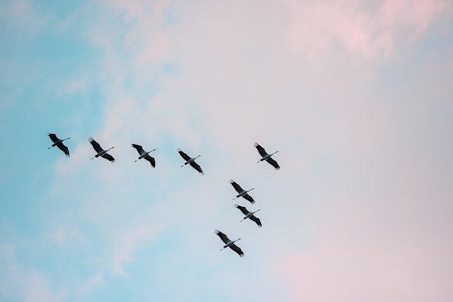 birds flying in a v pattern over a pink and blue sky