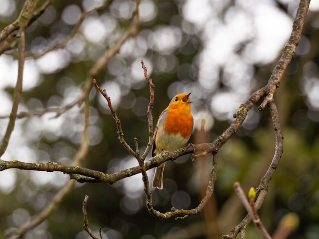 Robin singing on a tree limb