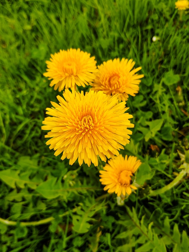 close up of orange flowers growing wild in some grass