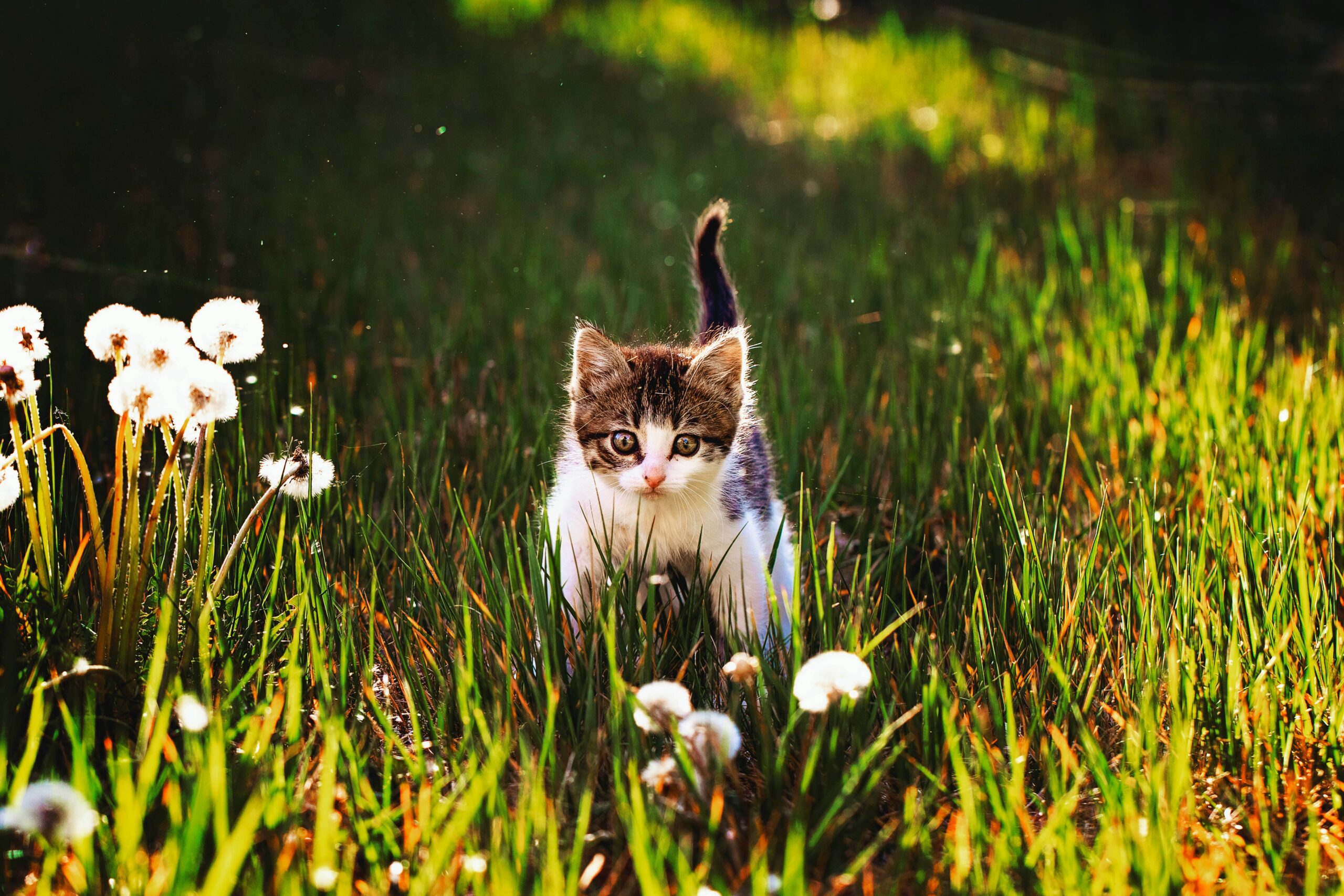 Kitten in the grass