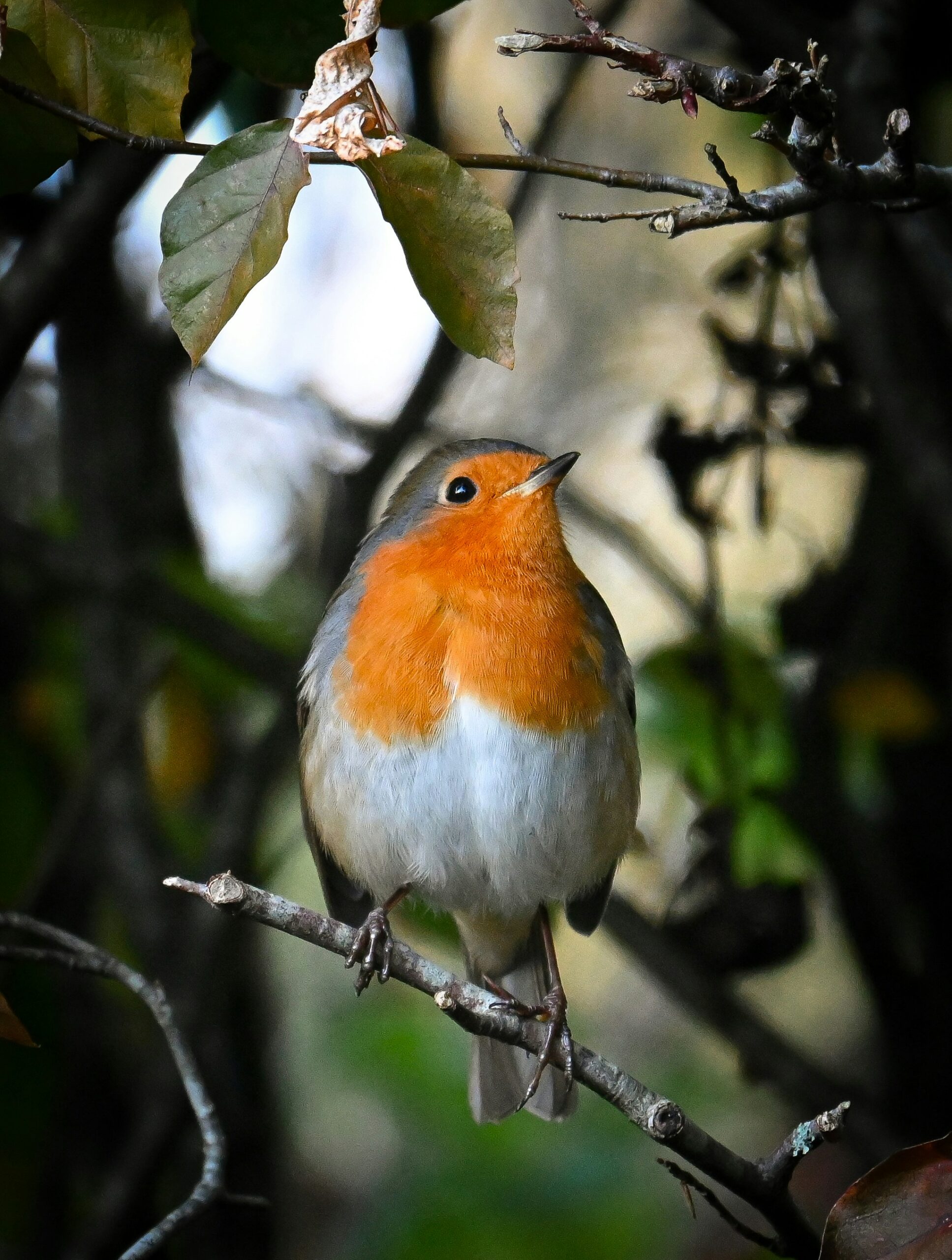 small bird in a tree