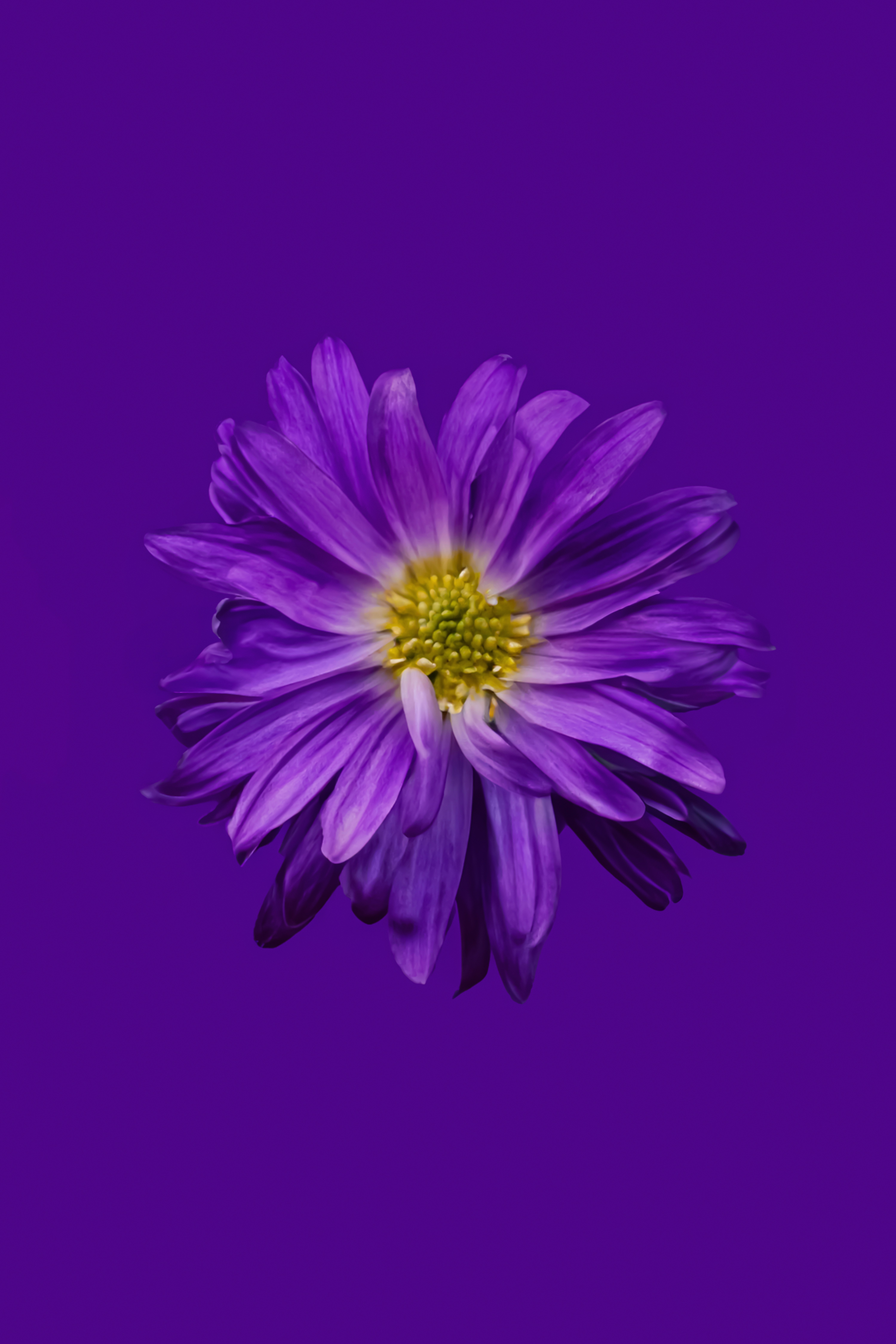 Purple flower